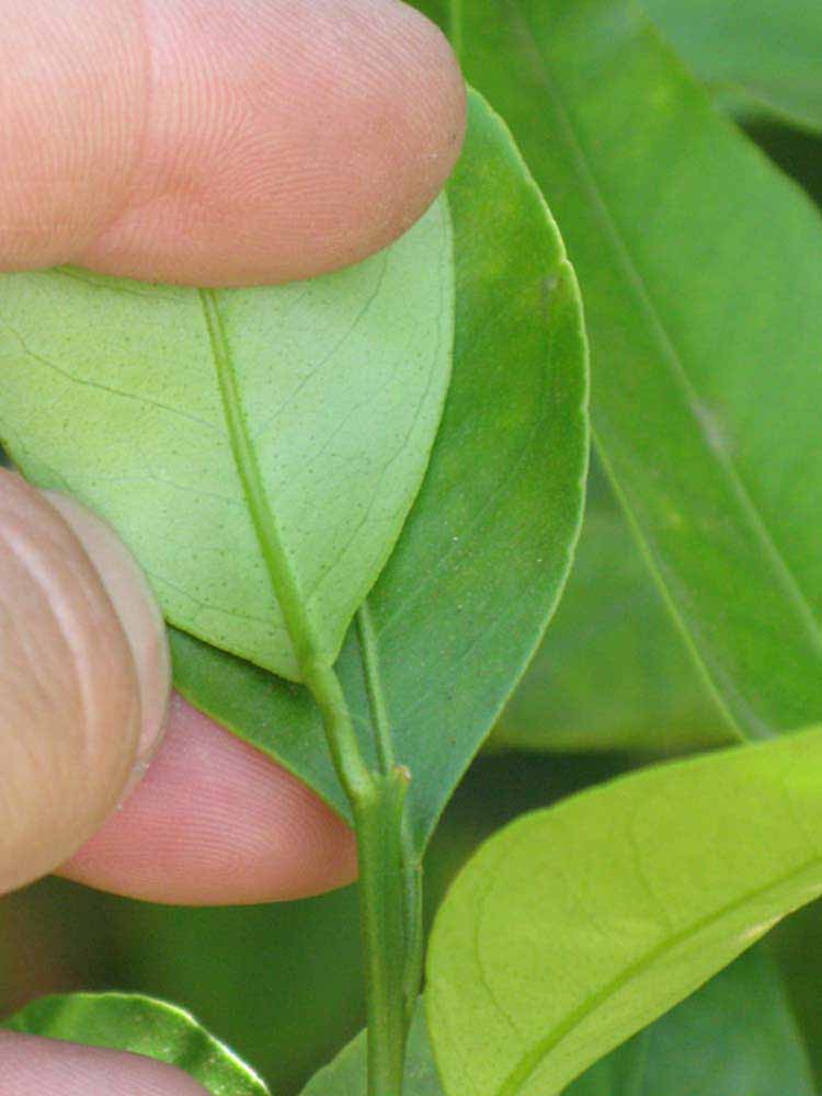                Petiole (Dancy Weshart, Riverside, CA)       